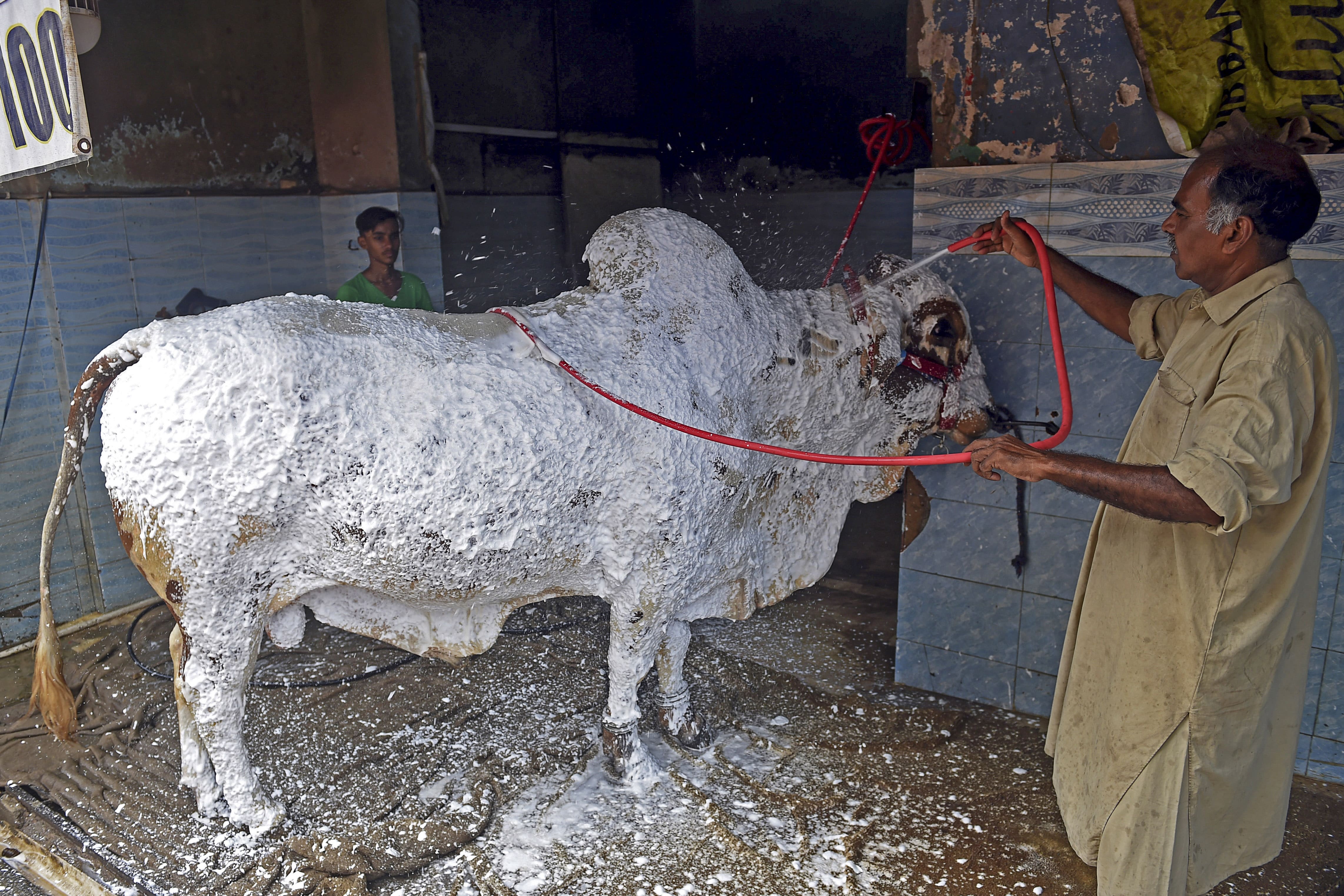 In this picture taken on July 27, 2020, Sheikh Sagheer showers foam on a cow before washing it at his car service station ahead of the Muslim festival Eid al-Adha or the 'Festival of Sacrifice', in the Pakistan's port city of Karachi. (AFP)