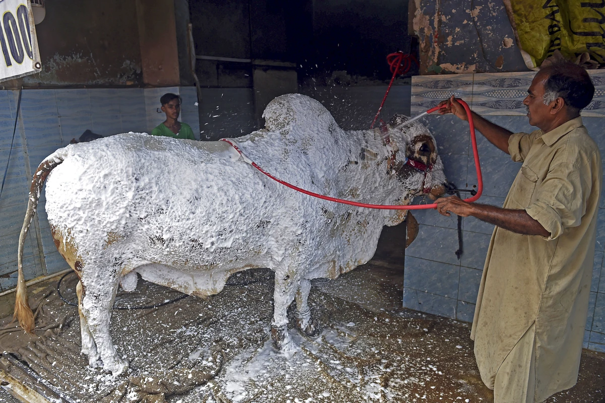 In this picture taken on July 27, 2020, Sheikh Sagheer showers foam on a cow before washing it at his car service station ahead of the Muslim festival Eid al-Adha or the 'Festival of Sacrifice', in the Pakistan's port city of Karachi. (AFP)