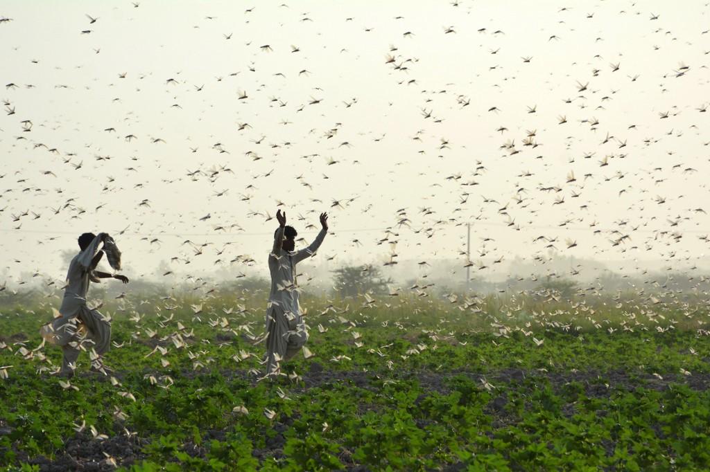 Pakistani government researchers are seeking chemical-free methods of cutting the locust population, including turning them into organic compost. (AFP)