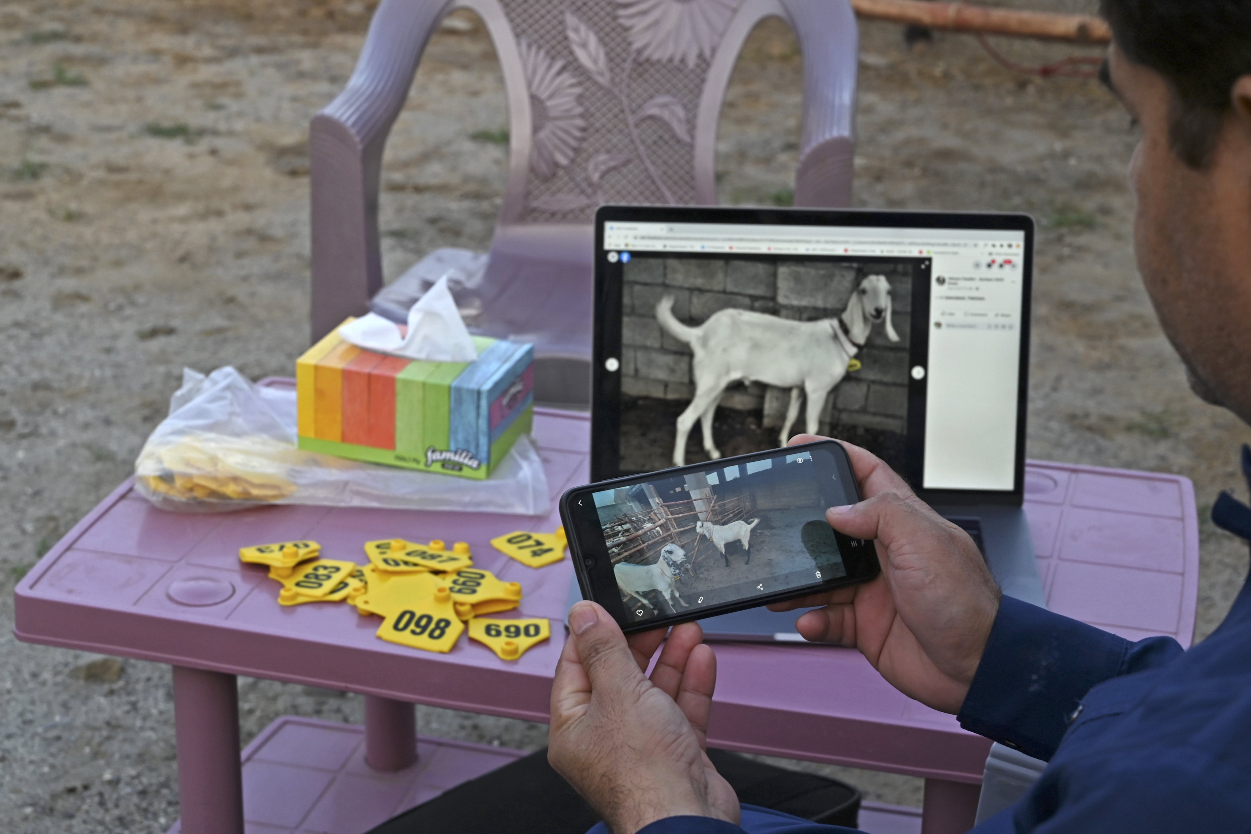 A man uploads a picture on a website that sells goats online ahead of the Muslim festival Eid al-Adha or the 'Festival of Sacrifice', at a farm in Islamabad, Pakistan, on July 22, 2020. ( AFP photo)