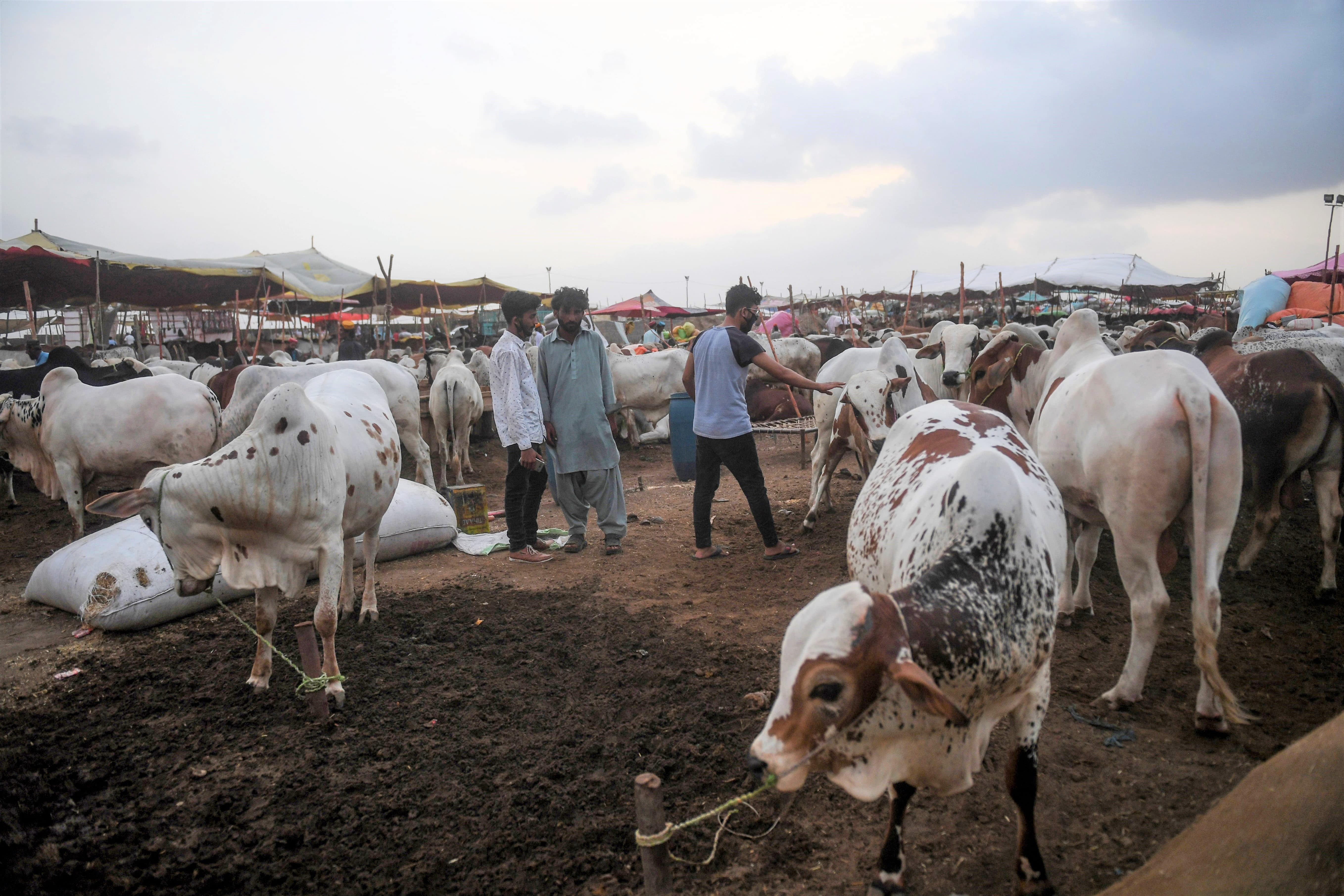 A customer (R) checks a cow at a cattle market set up for the Muslim Eid al-Adha festival or the Festival of Sacrifice in Karachi on July 10, 2020. (AFP)