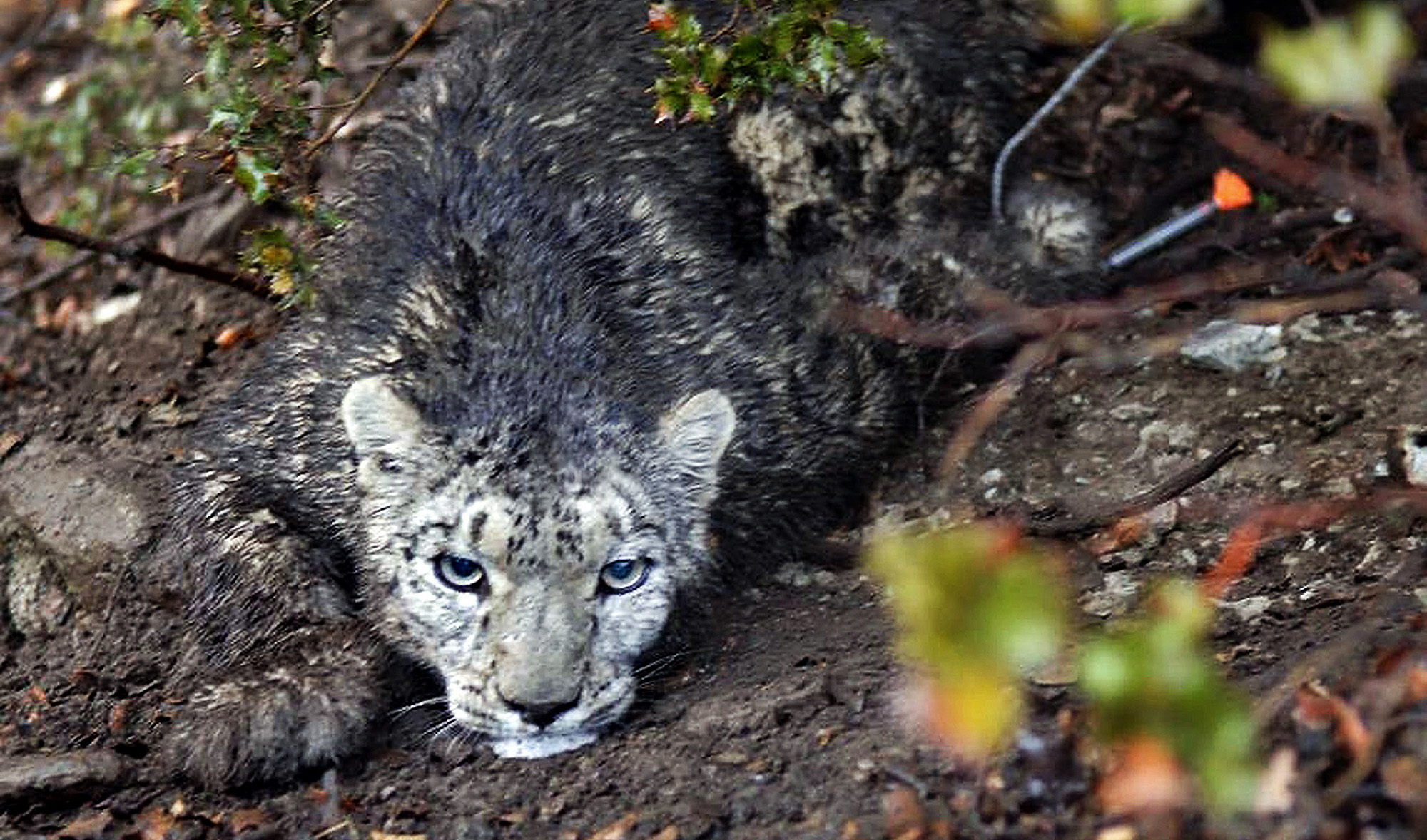 This undated picture released Nov. 26, 2006 by the Pakistan’s Press Information Department (PID) shows an adult female snow leopard lying on the ground in Chitral, in northern Khyber Pakhtunkhwa, Pakistan. (AFP/File)