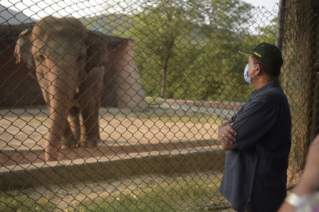 Pakistani prime minister's adviser on climate change, Malik Amin Aslam, stands as Kaavan is seen behind a fence at the Marghazar Zoo in Islamabad on July 18, 2020. A Pakistani court approved the relocation of the lonely elephant to Cambodia on July 18 after the pachyderm became the subject of a high-profile rights campaign backed by music star Cher. (AFP)