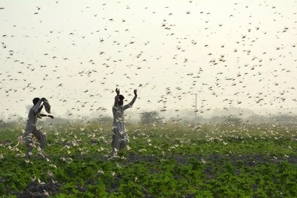 Pakistani government researchers are seeking chemical-free methods of cutting the locust population, including turning them into organic compost. (AFP)