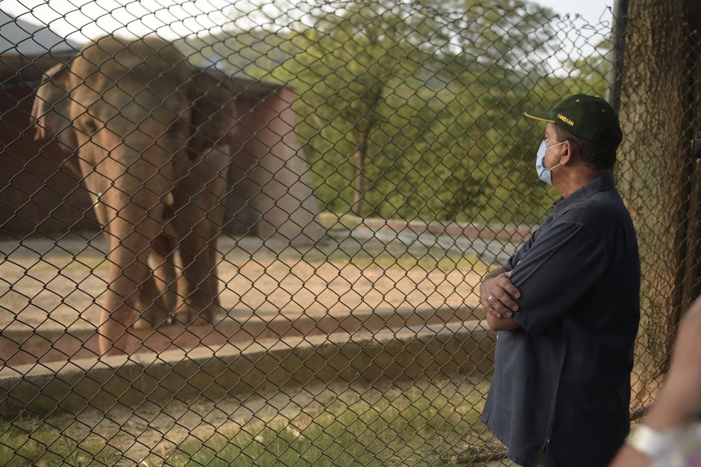 Pakistani prime minister's adviser on climate change, Malik Amin Aslam, stands as Kaavan is seen behind a fence at the Marghazar Zoo in Islamabad on July 18, 2020. A Pakistani court approved the relocation of the lonely elephant to Cambodia on July 18 after the pachyderm became the subject of a high-profile rights campaign backed by music star Cher. (AFP)