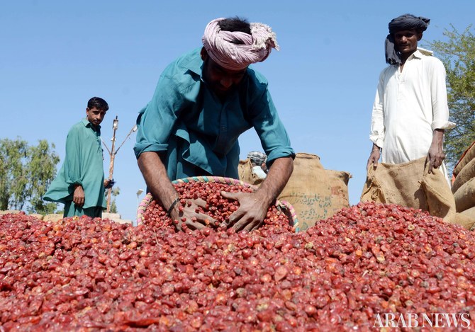 A trader picking up chilies in Chili Market Kunri, Sindh on Nov 28, 2019. (AN Photo/S.A. Babar)