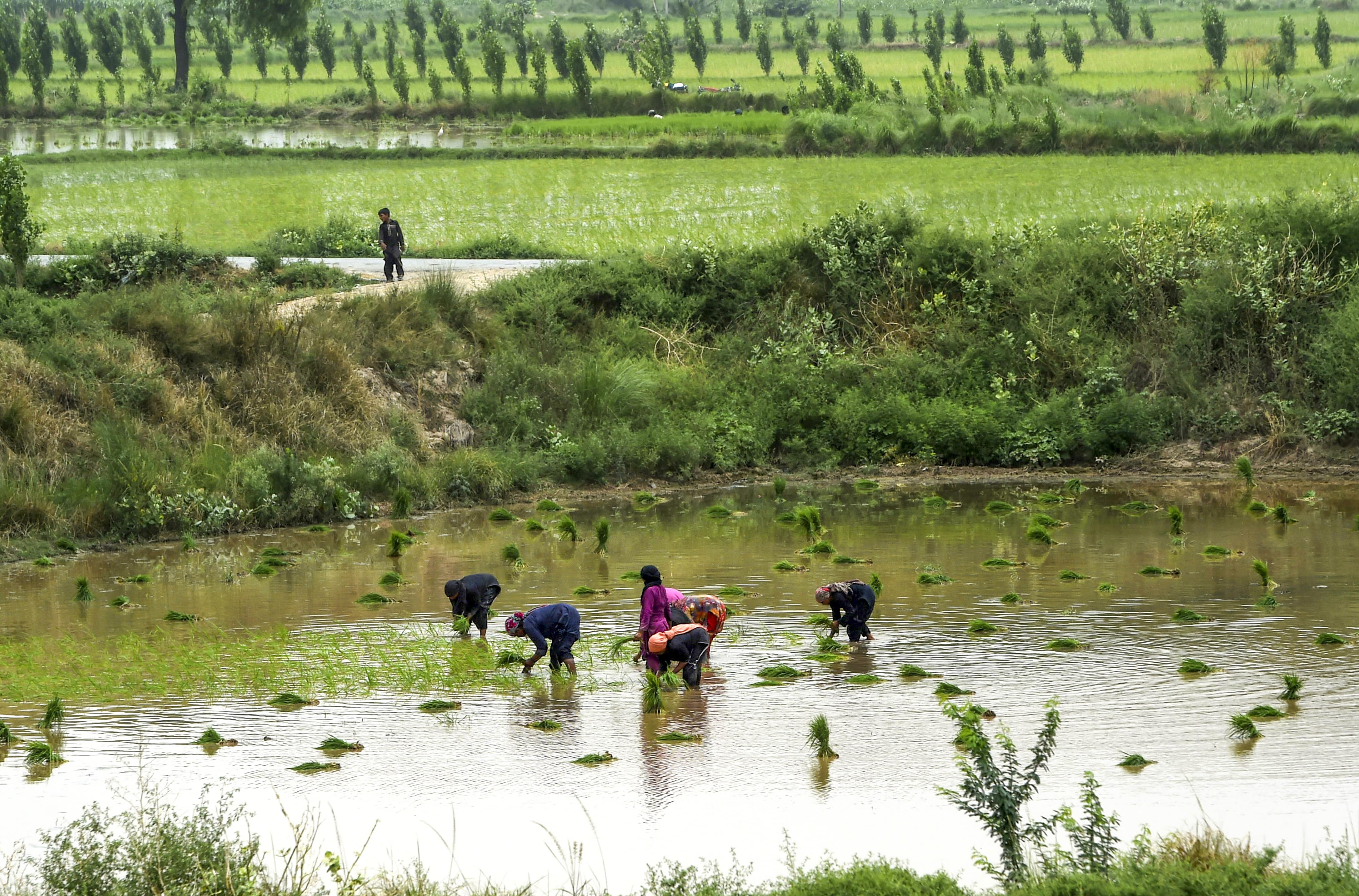 Pakistani rice farmers work in a paddy field on the outskirts of Lahore on July 10, 2019. (AFP)