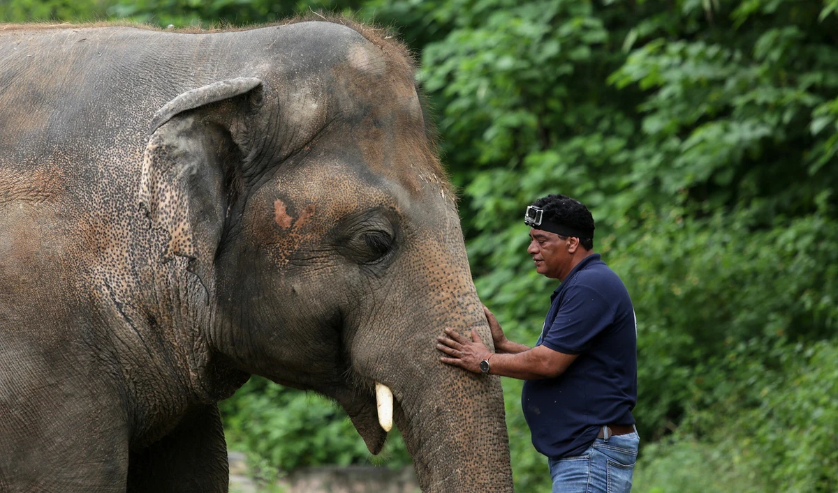 Amir Khalil, head of project development at FOUR PAWS International, sedates Kaavan, an elephant at the Marghazar Zoo in Islamabad on Sept. 4, 2020. (REUTERS)