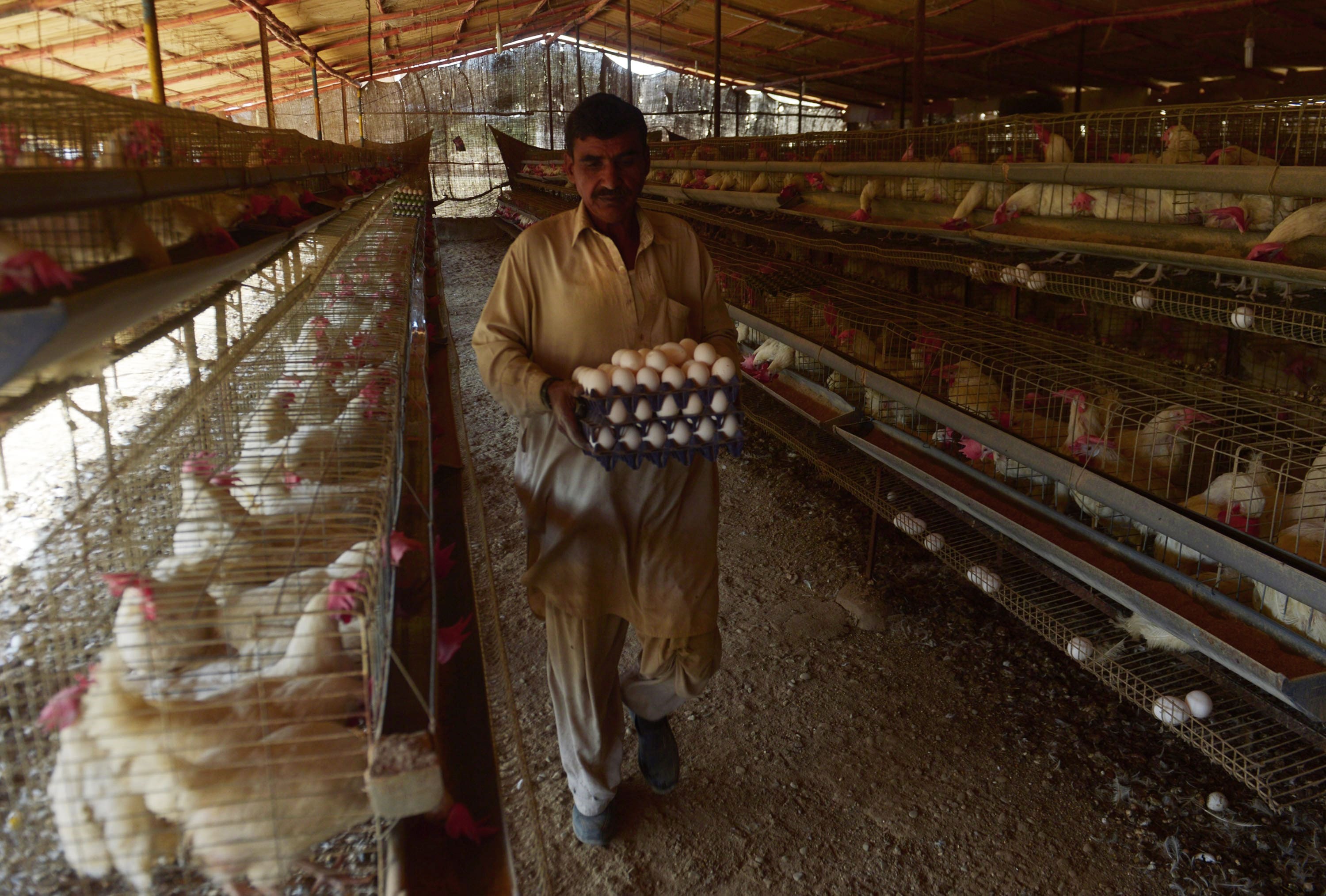 A Pakistani worker collects eggs at a poultry farm on the outskirts of Karachi on December 30, 2013. (AFP)