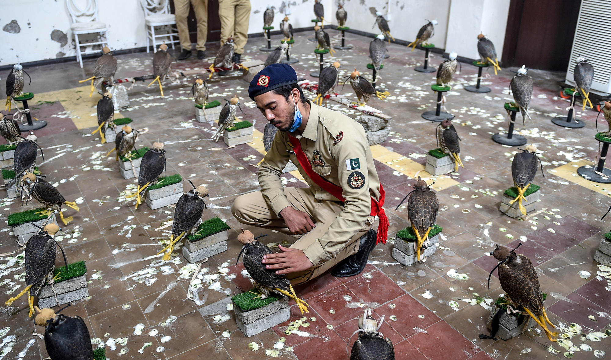 A custom official touches a falcon that was recovered from illegal captivity, kept in a room with others during a press briefing with customs authorities in Karachi on Oct. 17, 2020. (AFP)