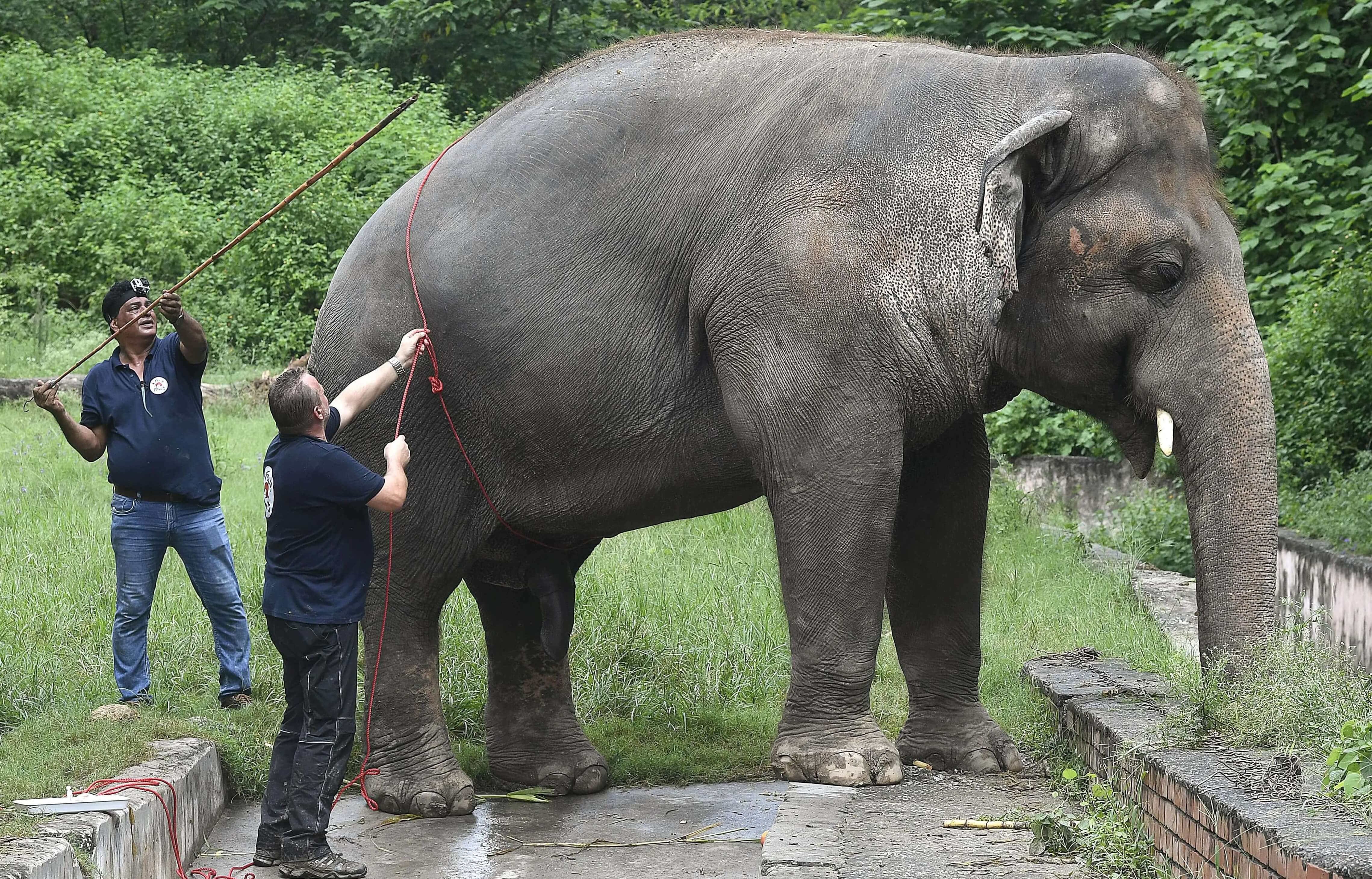Veterinarians of Four Paws International measure Kaavan, the elephant slated to be moved to a sanctuary in Cambodia after it became the subject of a high-profile rights campaign backed by music star Cher, at the Marghazar Zoo, in Islamabad on September 4, 2020. (AFP)