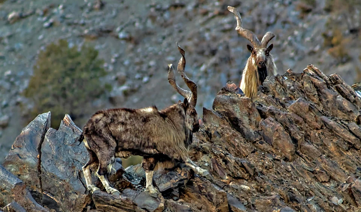 The nearly threatened Kashmir markhor, a large goat species native to Kashmir and northern Pakistan, is seen at Chitral Gol National Park (CGNP) in Khyber Pakhtunkhwa, Pakistan, on February 8, 2020. (Photo courtesy: Chitral Gol National Park)