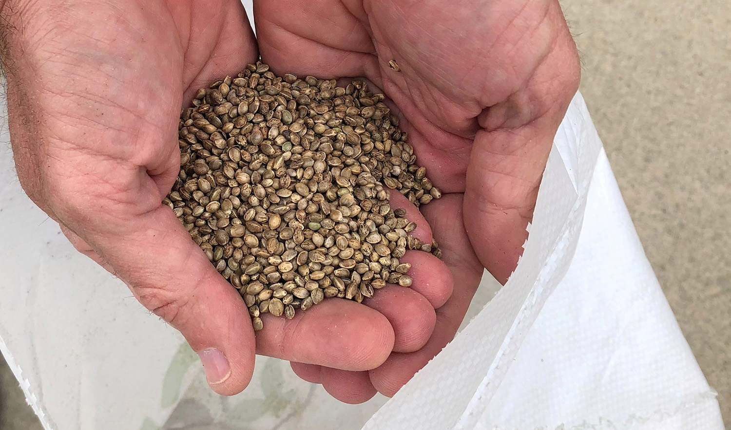 A sample of industrial hemp seeds is shown at a research station site in Haysville, US, ON May 2, 2019. (REUTERS/File)