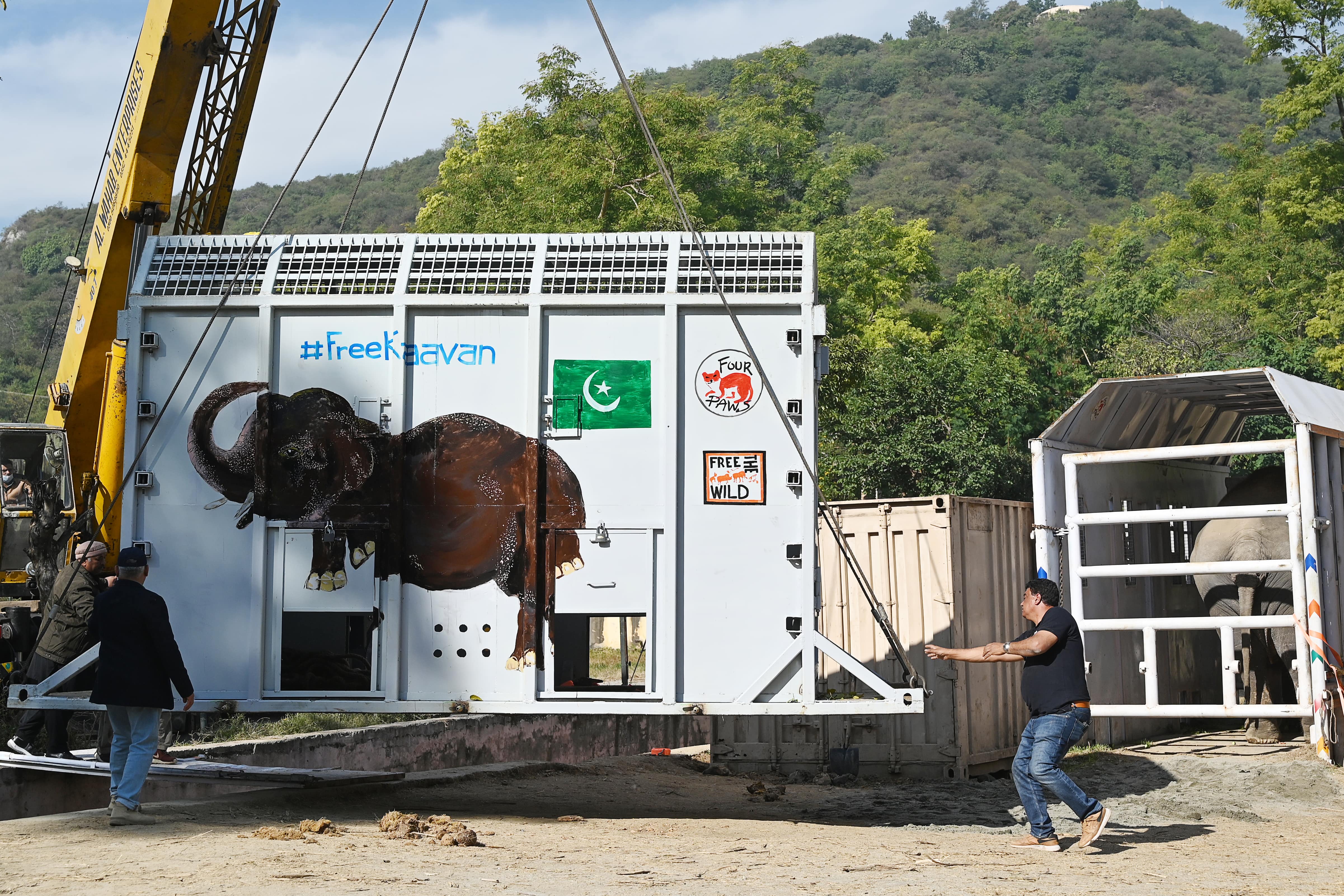 Amir Khalil (R), a veterinarian and director of the project development for Four Paws International, helps to place a crate into an enclosure prior to transport Kavaan, Pakistan's only Asian elephant, to a sanctuary in Cambodia at the Marghazar Zoo in Islamabad on November 29, 2020. (AFP)