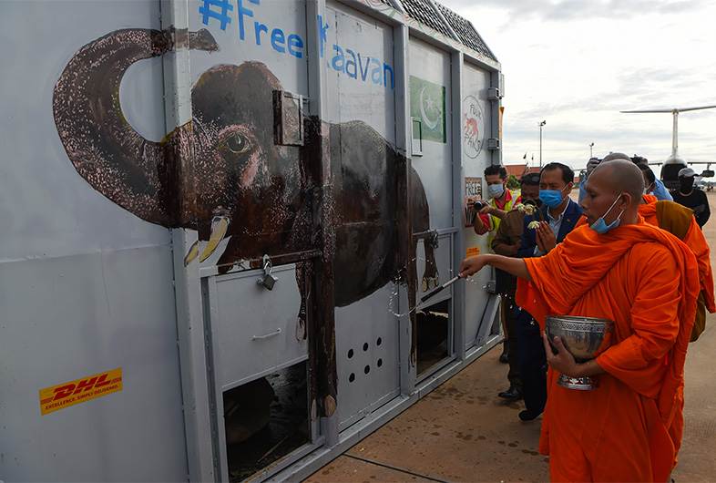 A Buddhist monk sprinkles holy water around the crate containing Kaavan the Asian elephant upon his arrival in Cambodia from Pakistan at Siem Reap International Airport in Siem Reap on November 30, 2020. (AFP)
