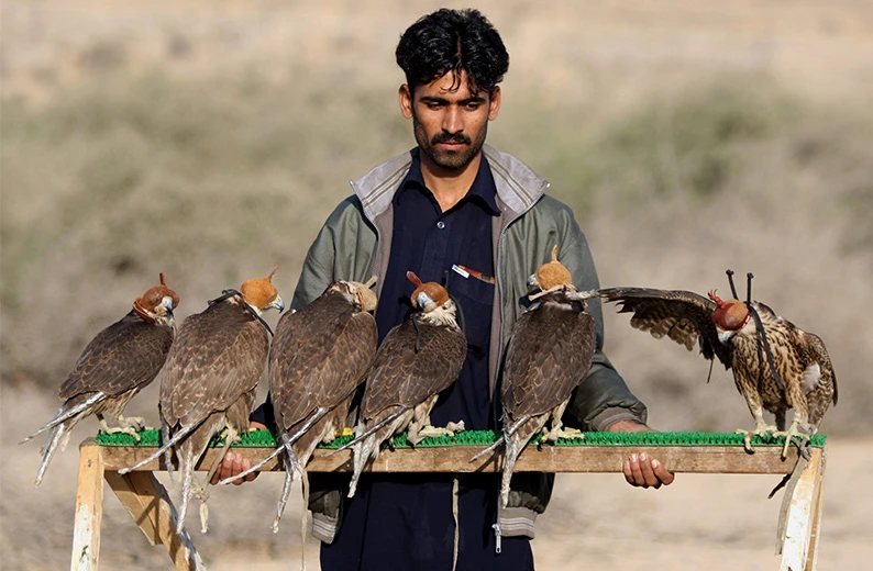 A Pakistani man prepares to release falcons at a bird sanctuary on the outskirts of Karachi on January 24, 2013. (AFP)