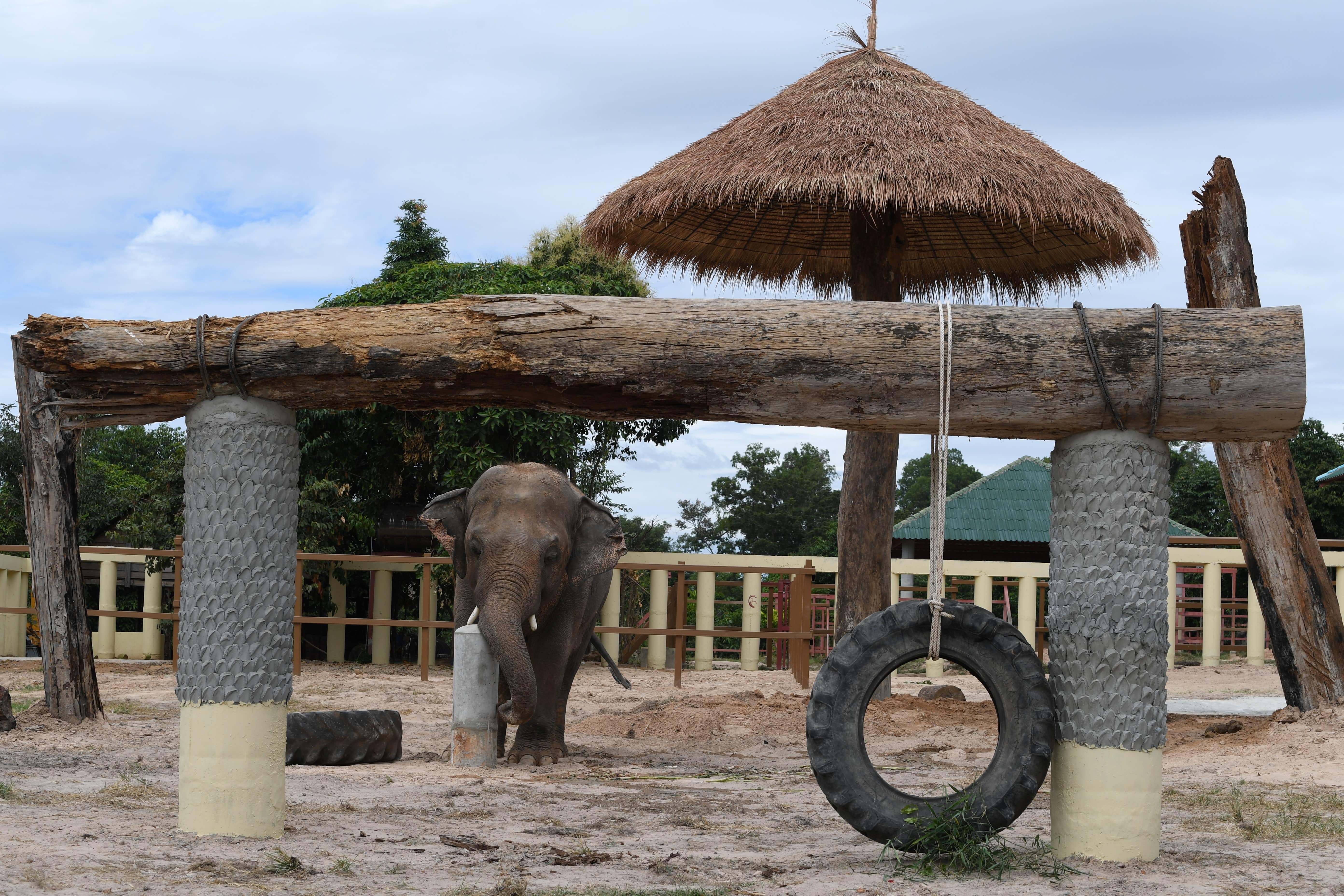 Newly-arrived Asian elephant Kaavan, who was flown from Pakistan, is seen in his new enclosure at the Kulen Prom Tep Wildlife Sanctuary in Cambodia's Oddar Meanchey province on December 1, 2020. (AFP)