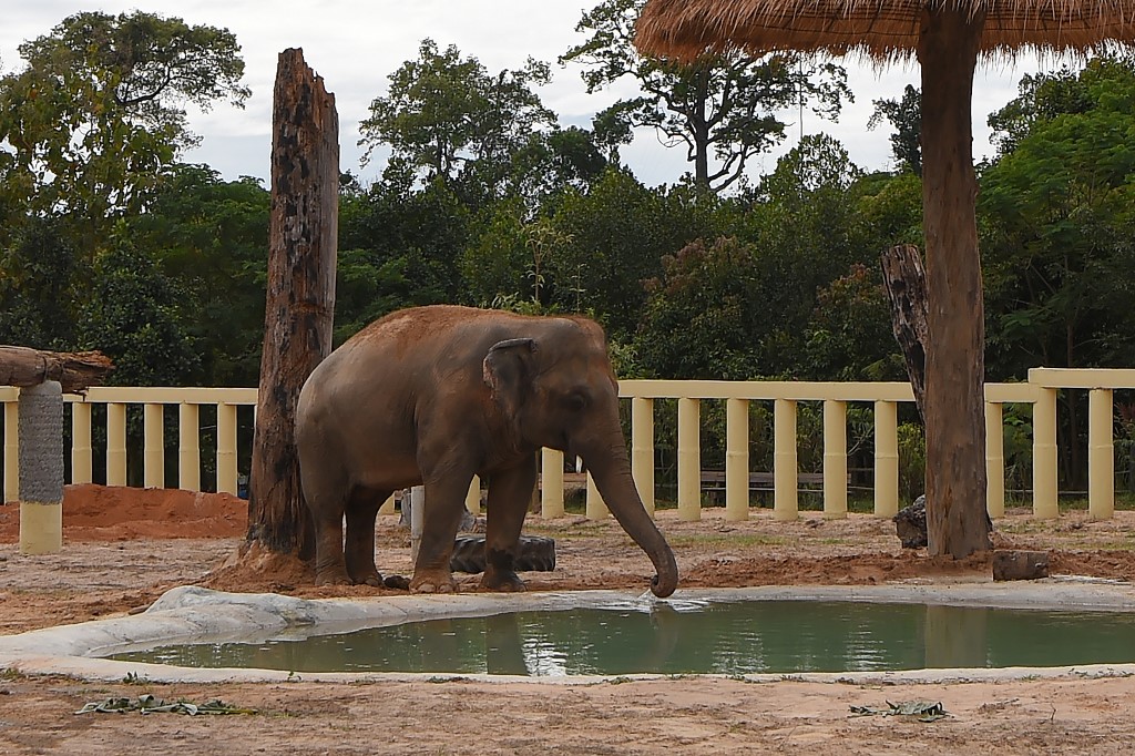 Newly arrived Asian elephant Kaavan drinks water in his new enclosure at the Kulen Prom Tep Wildlife Sanctuary in Cambodia's Oddar Meanchey province on December 1, 2020. (AFP)