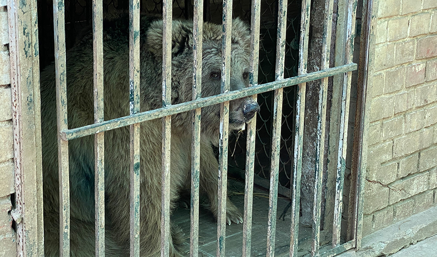 Suzi, a female Himalayan bear which is awaiting relocation to Jordan, is sitting in her enclosure at Islamabad Zoo on Oct. 3, 2020. (AN photo/File)