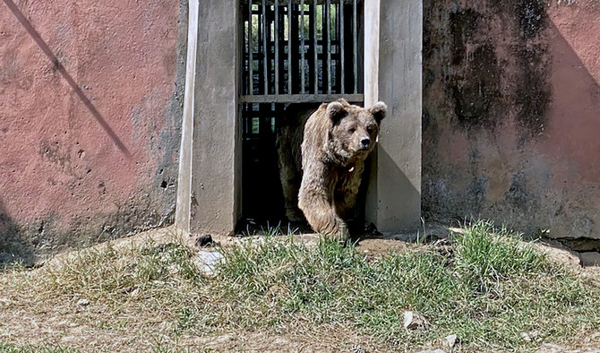 A Himalayan bear, which is awaiting relocation to Jordan, steps out of its enclosure at Islamabad Zoo on Oct. 3, 2020. (AN photo/File)