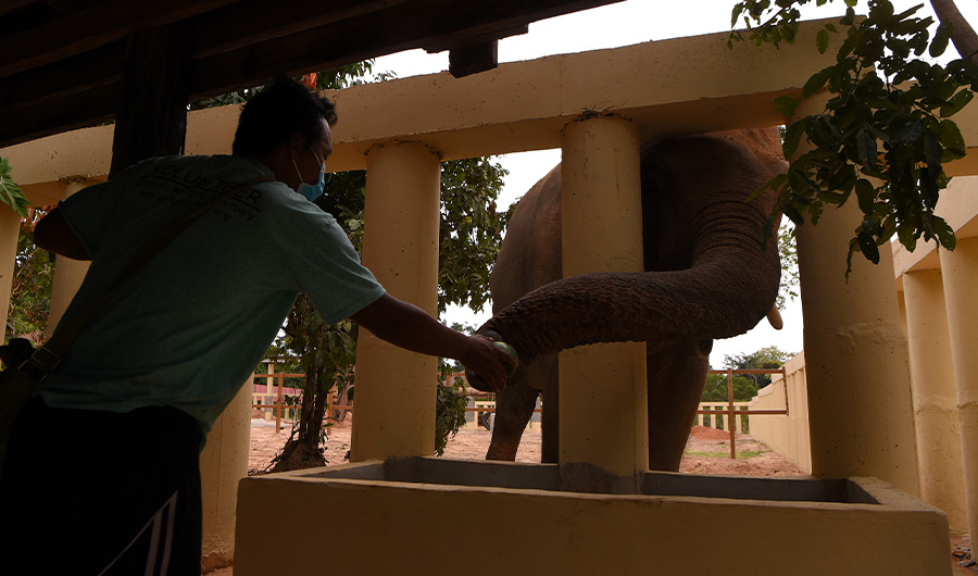 A Cambodian worker offers food to Kaavan, who was flown from Pakistan, in his new enclosure at the Kulen Prom Tep Wildlife Sanctuary in Cambodia on December 1, 2020 (AFP)