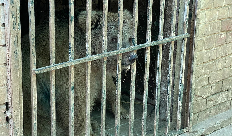 Suzi, a female Himalayan bear which is awaiting relocation to Jordan, is sitting in her enclosure at Islamabad Zoo on Oct. 3, 2020. (AN photo/File)
