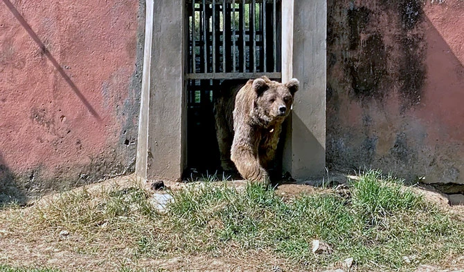 A Himalayan bear, which is awaiting relocation to Jordan, steps out of its enclosure at Islamabad Zoo on Oct. 3, 2020. (AN photo/File)