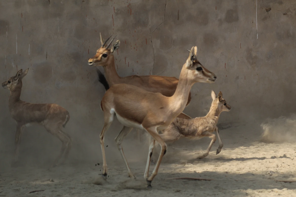 A Chinkara herd plays at a private farm in the gateway town of Thar Desert in Umerkot district of Sindh province on January 16, 2021 (AN photo by Zulfiqar Kunbhar)