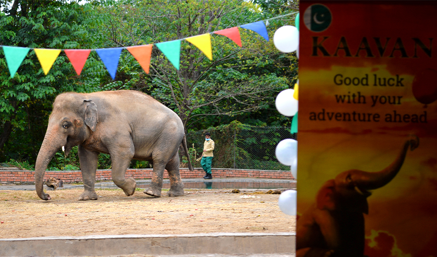 A wildlife caretaker takes care Kaavan, Pakistan's only Asian elephant, during his farewell ceremony before travelling to a sanctuary in Cambodia later this month, at the Marghazar Zoo in Islamabad on November 23, 2020. (AFP)