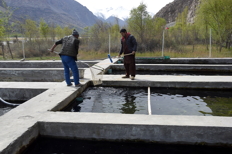 Fish farmers at the Sogha Fish Farm, in Ghanche district, Gilgit-Baltistan, Pakistan, on April 23, 2021 (AN Photo)