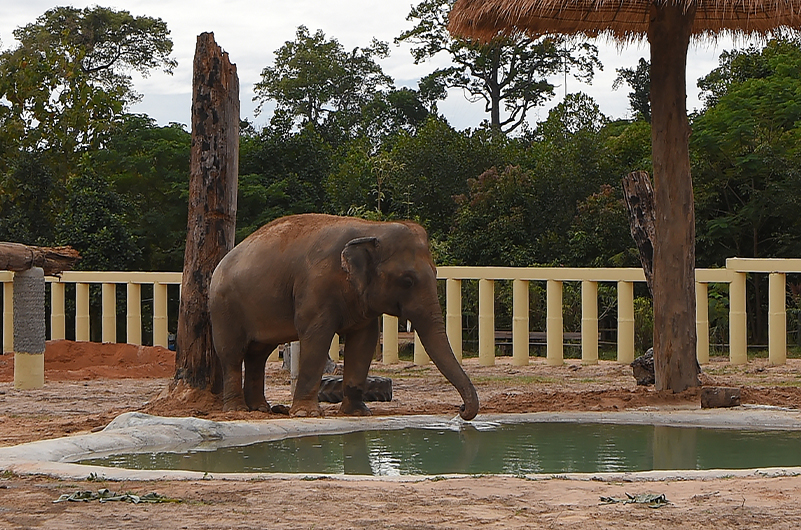 Asian elephant Kaavan drinks water in his new enclosure at the Kulen Prom Tep Wildlife Sanctuary in Cambodia's Oddar Meanchey province on December 1, 2020. (AFP)