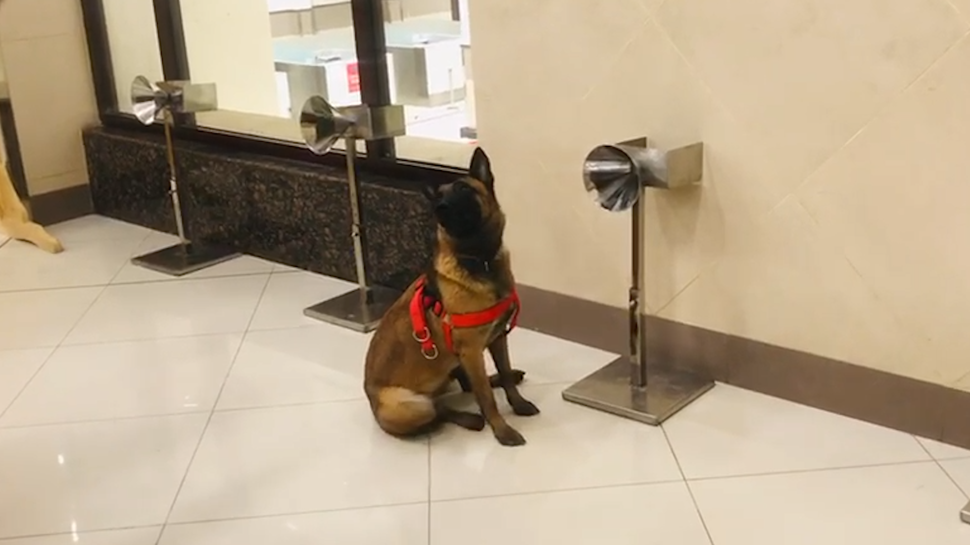 Titli, a trained sniffer dog at Peshawar International Airport, sits down when he smells coronavirus in a traveler's swab sample. (Photo courtesy: Civil Aviation Authority)