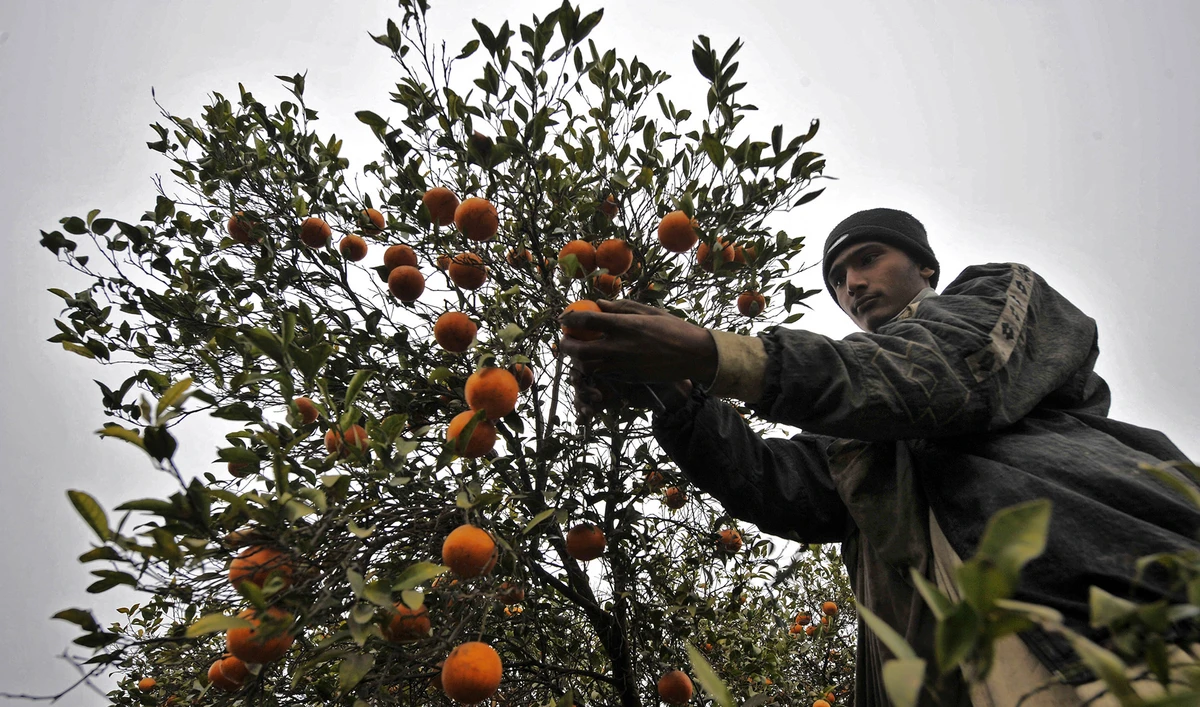 A Pakistani worker picking kinnow (mandarin oranges) from a tree at an orchard in the agricultural town of Bhalwal, Pakistan, on January 18, 2010. (AFP/File)
