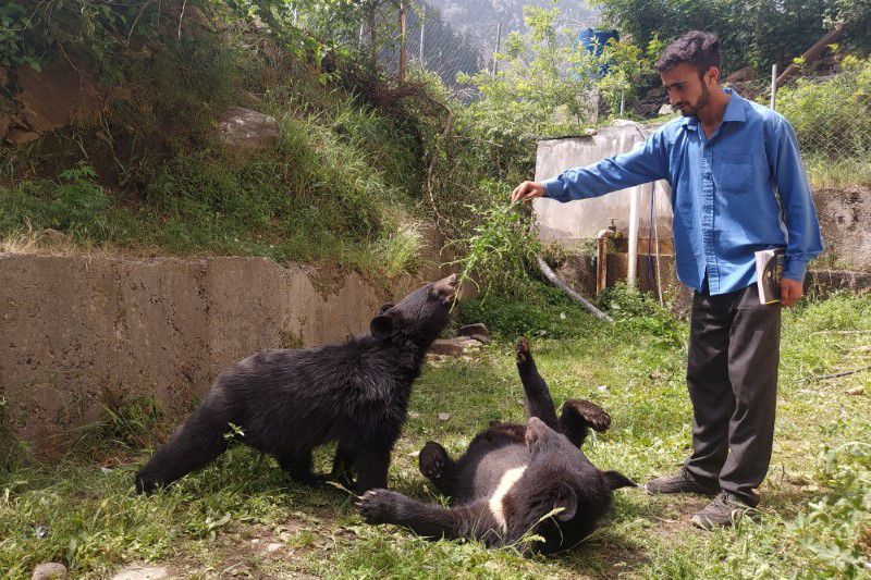 A student plays with a pair of Asian black bears, rescued a year ago near the Line of Control (LoC), at the Wildlife and Fisheries department in a Dawarian village in Neelum Valley, Pakistan-administrated Kashmir June 12, 2021. (REUTERS)