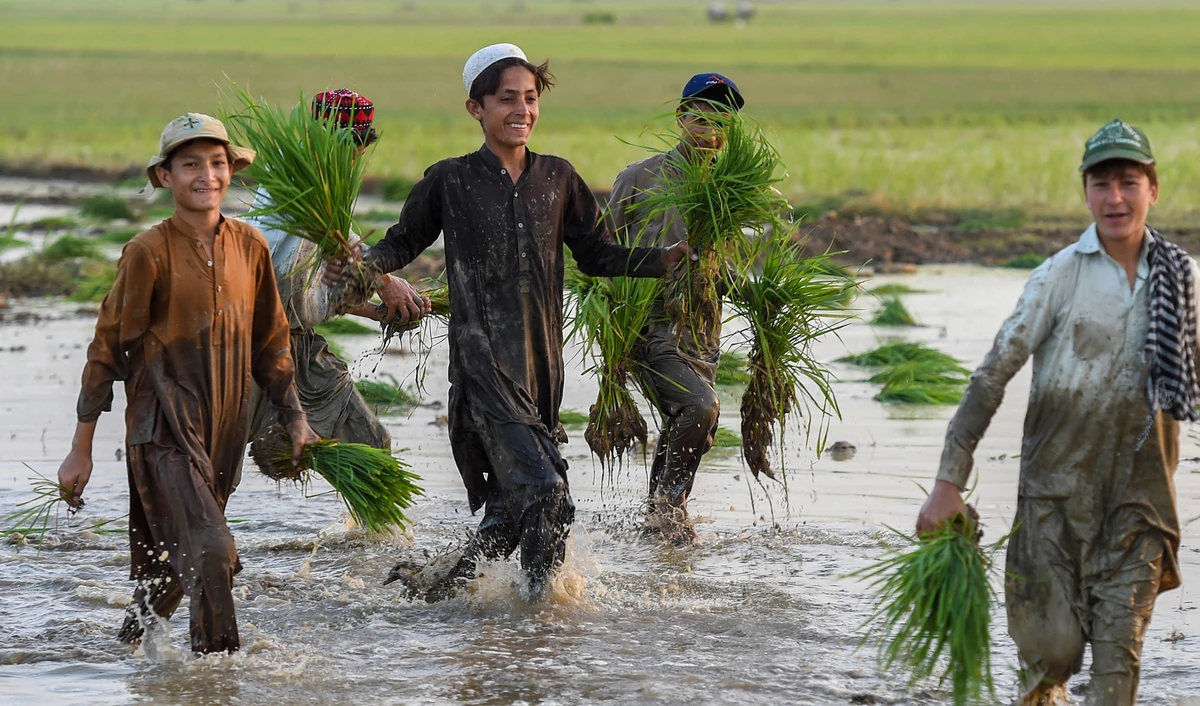 Youths plant rice seedlings in a paddy field near Mardan, Pakistan, on June 9, 2021. (AFP/File)
