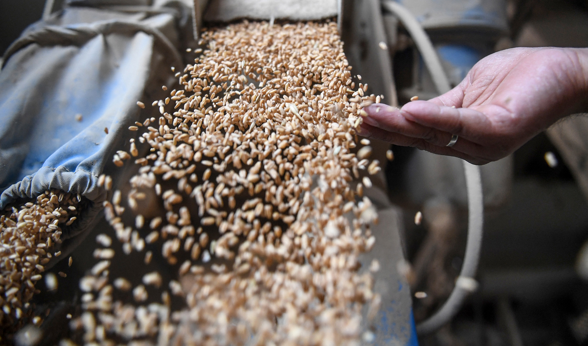 A worker checks wheat during the grind process turning it into flour at a mill in Karachi on January 21, 2020. (AFP/File)