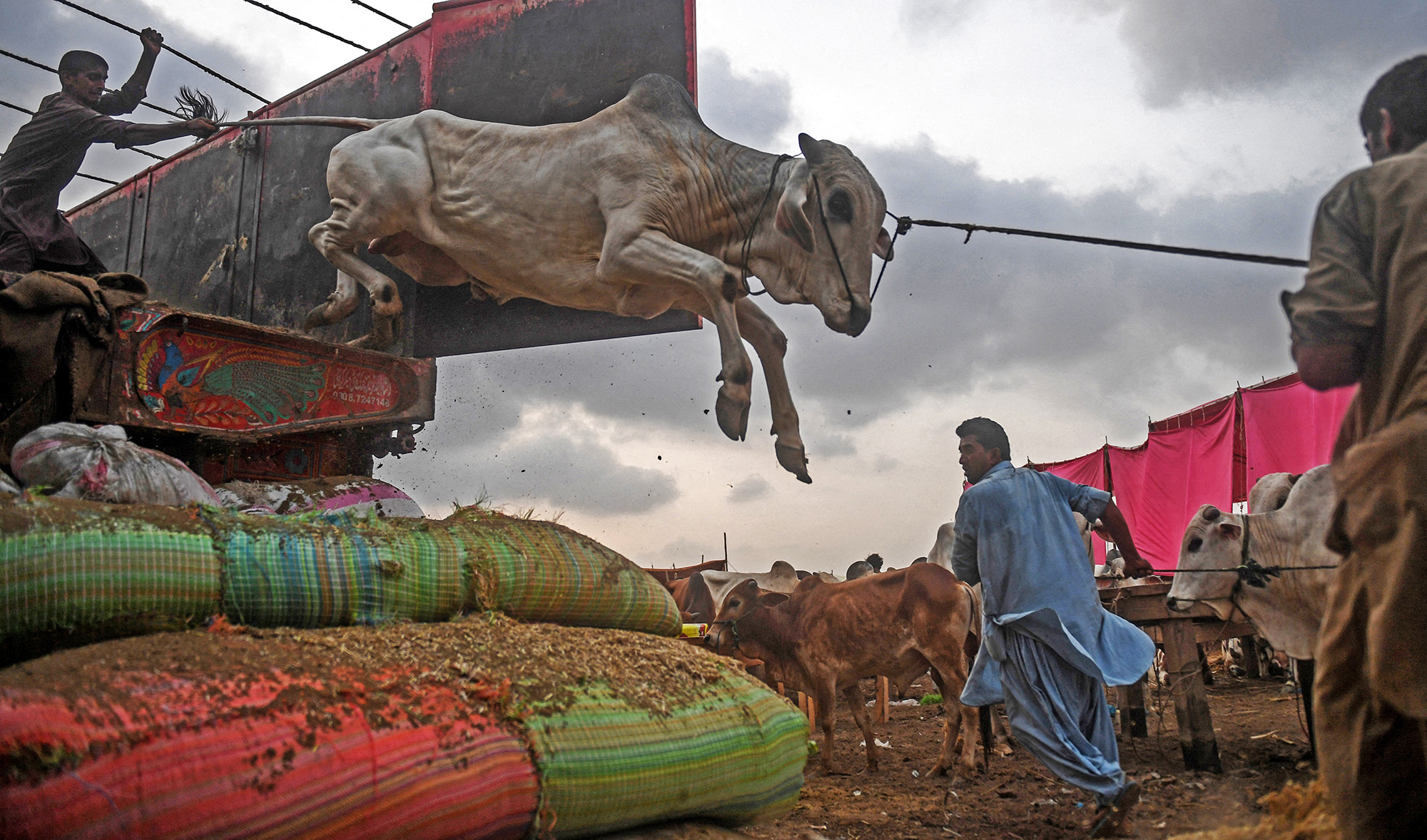 Traders unload a cow from a truck at a cattle market set up for Eid Al-Adha in Karachi, Pakistan, on July 10, 2020. (AFP/File)