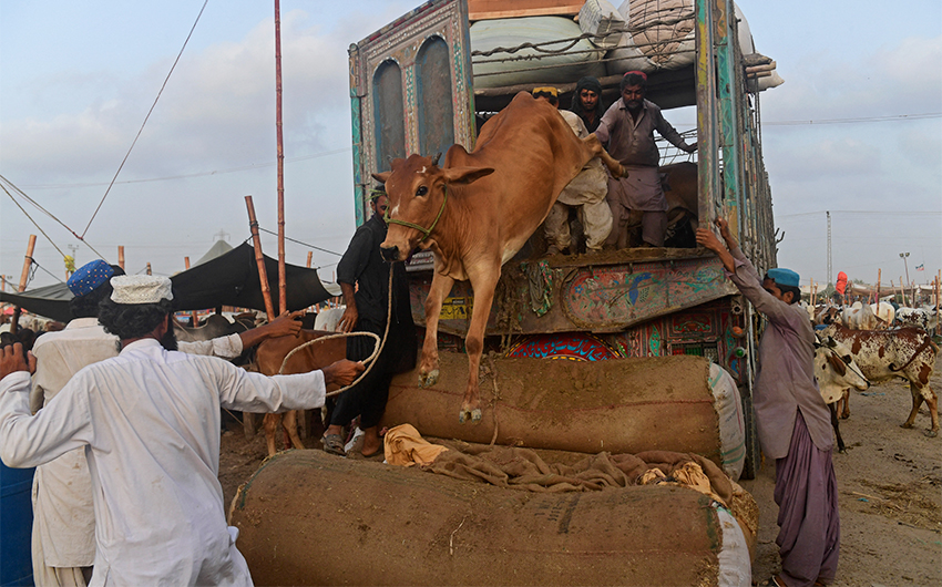 Traders unload cattle from a truck at a cattle market setup for the upcoming Muslim festival of Eid al-Adha in Karachi, Pakistan, on July 6, 2021. (AFP)