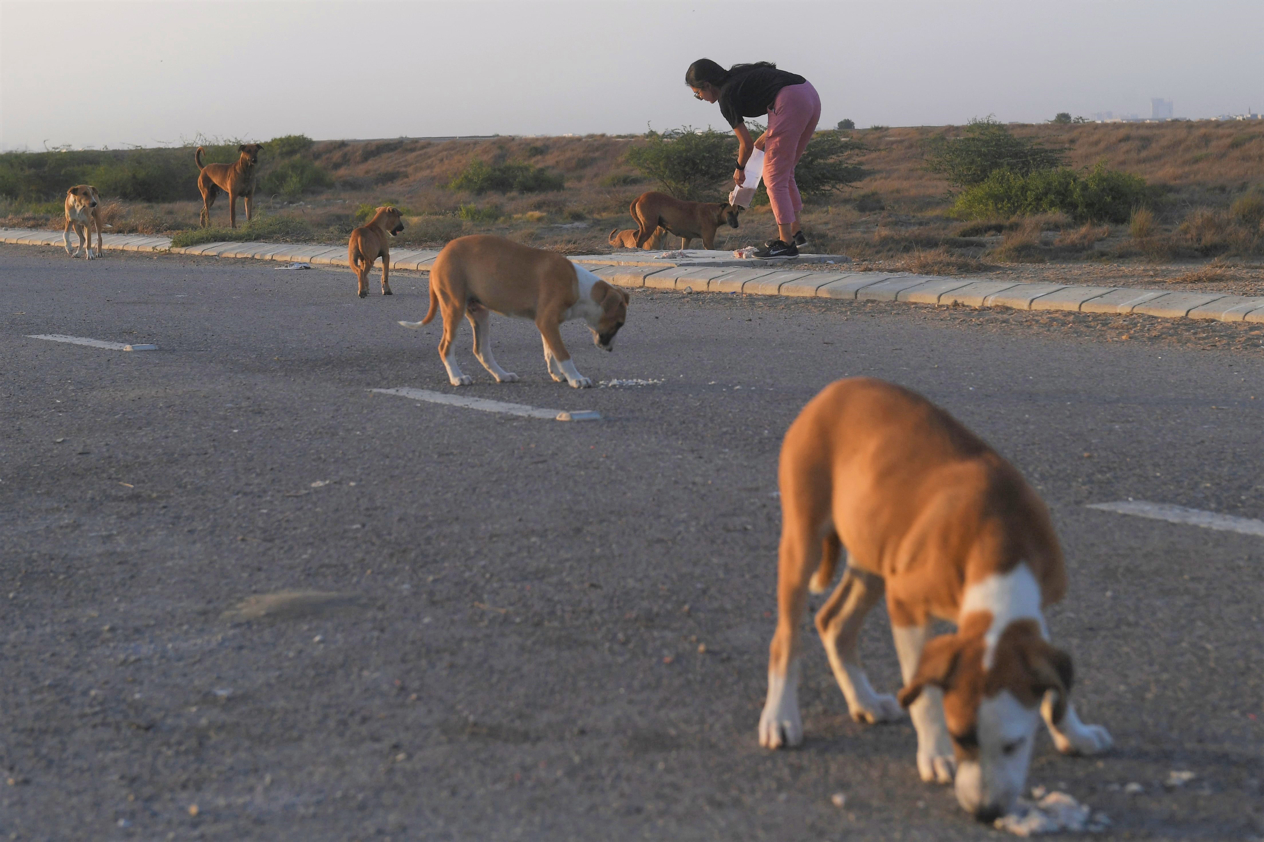 This photo taken on April 2, 2020 shows resident Noor Ali feeding stray dogs on a street near Clifton beach in Karachi. (AFP/ File)