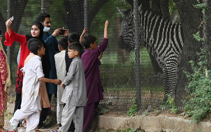 People take pictures along the roadside enclosure of a Zebra on Muslim's Eid festival in Islamabad on May 14, 2021. (AFP/File)