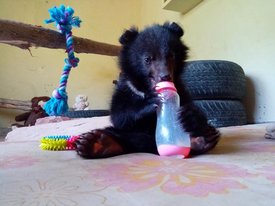 A six-month-old Asian black bear cub named Daboo is seen after rescued, at the premises of Wildlife Management Board in Islamabad, Pakistan, June 4, 2021. (REUTERS)