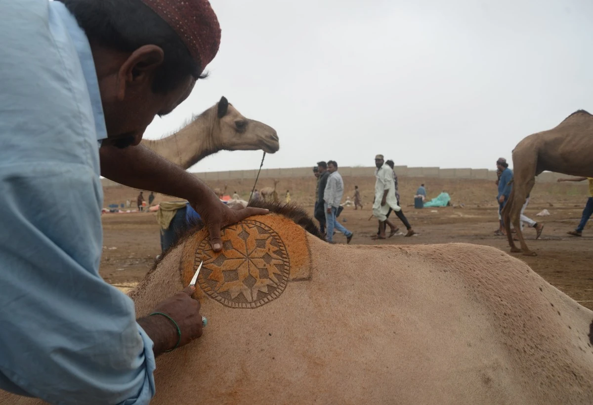 Artist Ali Hassan creates a design on a camel's hide in Karachi, Pakistan on July 20, 2021. (AN photo by S.A. Babar)