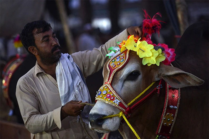 A livestock vendor stands with his cattle at a market ahead of the Muslim festival of Eid al-Adha in Peshawar on July 13, 2021. (AFP)