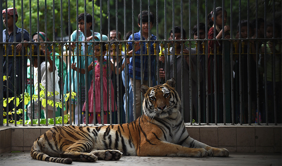 People look at a Bengal tiger in its cage at Karachi Zoo in Karachi, Pakistan, on July 28, 2019. (AFP)