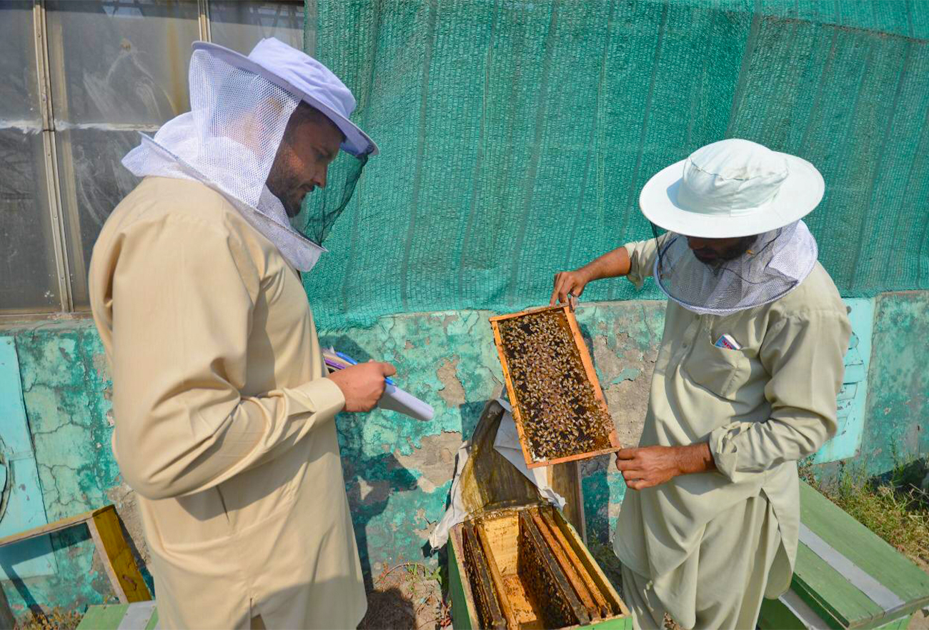 Honeybee workers check honeycomb in Peshawar, Pakistan, on November 16, 2021. (AN Photo)