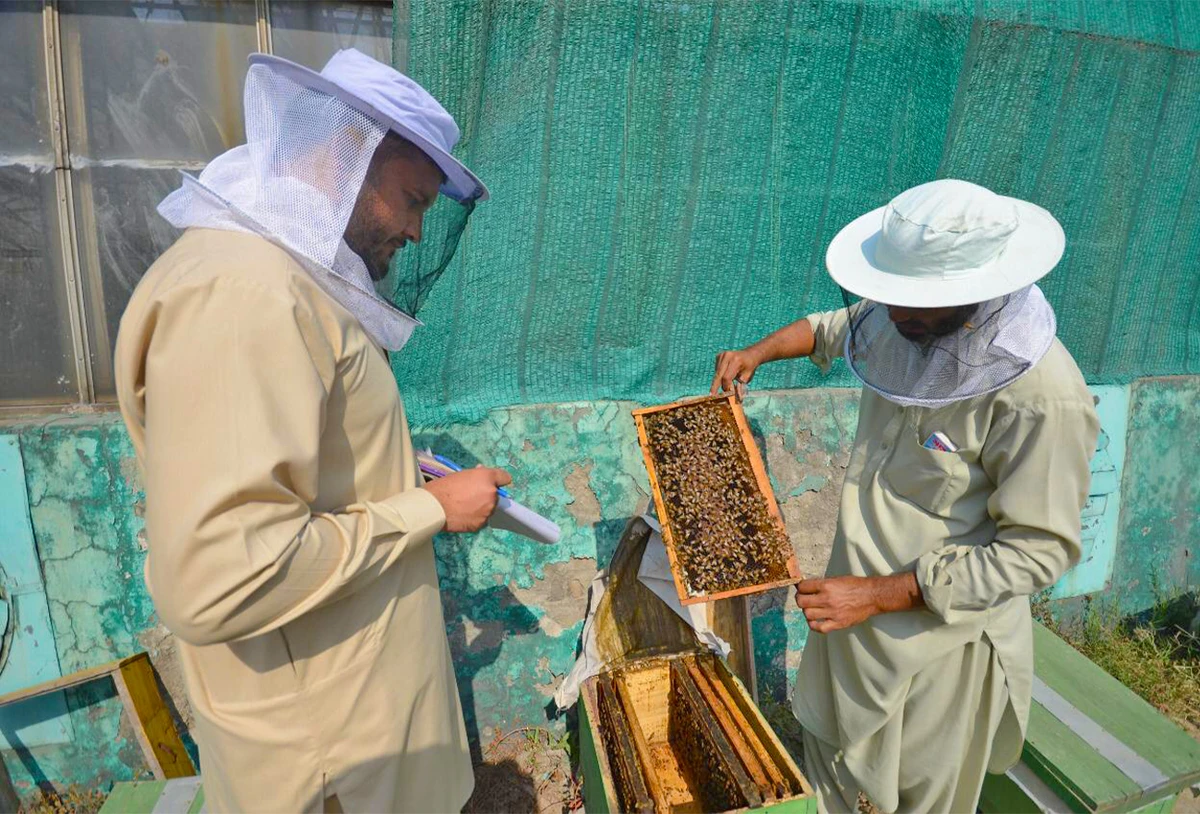 Honeybee workers check honeycomb in Peshawar, Pakistan, on November 16, 2021. (AN Photo)