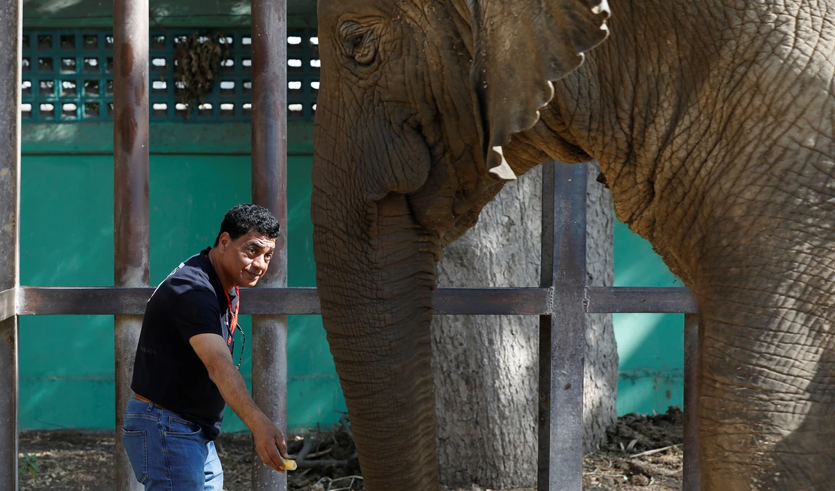 Amir Khalil, director of the project development at FOUR PAWS International, feeds an African elephant during a medical assistance at a zoo in Karachi, Pakistan on November 29, 2021. (REUTERS)