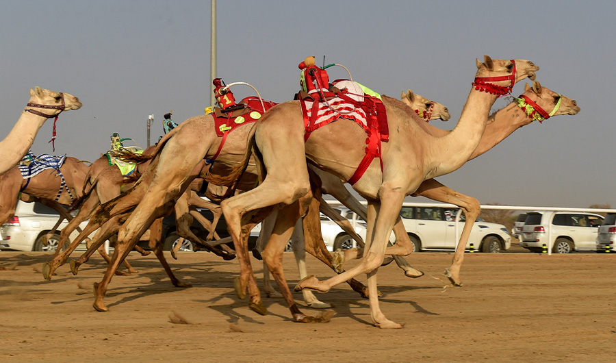 Camels take off at the start of a race during the Crown Prince Camel Festival, in the southwestern Saudi city of Taif, on August 11, 2021. (AFP/FILE)