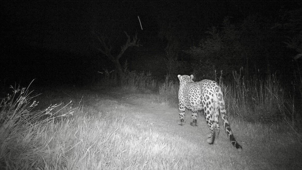 A leopard is spotted at the Margalla Hills National Park in Islamabad, Pakistan, on July 01, 2021. (Photo courtesy: Islamabad Wildlife Management Board)