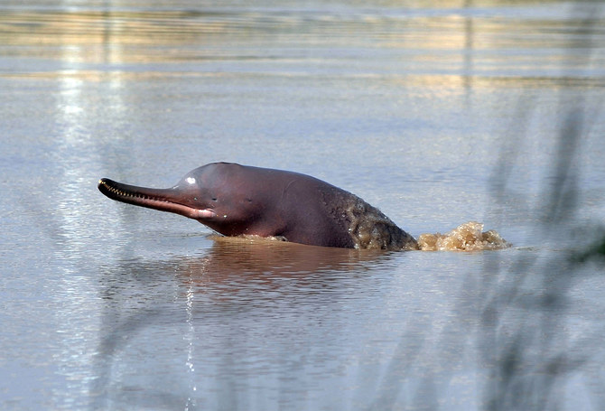 A blind dolphin swims along the Indus river in the southern Pakistani city of Sukkur on September 13, 2014. (AFP/File)